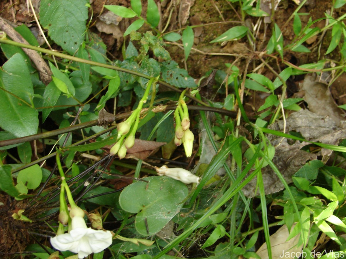 Camonea pilosa (Houtt.) A.R.Simões & Staples s.l.